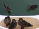 Ducks on Ta-b: We have watched these ducks grew from chicks, they think of Ta-b as a safe haven